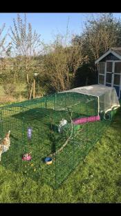 A long rabbit run in a garden