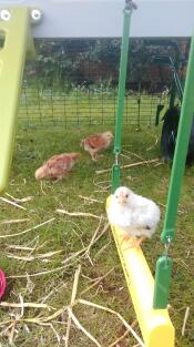 Our three week old chicks enjoying their swing for the first time!!!