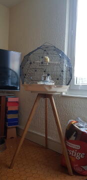 A Geo budgie cage in a living room on a tall wooden stand