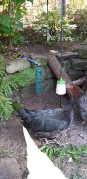 Olive pecking and edith eating the spoils!