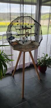A Geo bird budgie cage on a tall stand with many accessories inside in a home