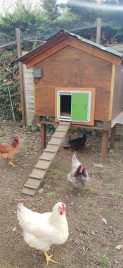 Satisfied chickens!