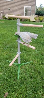Cinderella loves her new perch and enjoyed the treat dish!