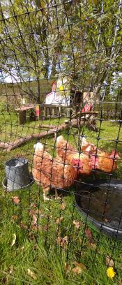 Chuckie, pebbles & the rock (all rescued from bald & miserable health) having a drink in our enclosure