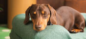 Chocolate and tan dachshund with eyes closed resting his head on the side of a green bolster bed.