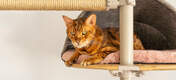 Cat tree bed
