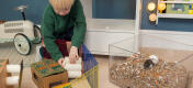 Little boy building cardboard playhouse while his hamster is in the Qute bedding tray.