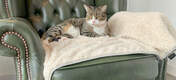 Cats will love to relax on this Luxury Super Soft Blanket for a long afternoon snooze.