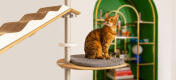 Cat on platform cushion climbing tree floor to ceiling