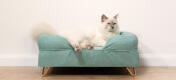 Cute fluffy white cat sitting on teal blue memory foam cat bolster bed with Gold hairpin feet