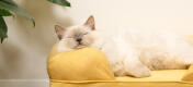 Cute white fluffy cat sitting on mellow yellow memory foam cat bolster bed