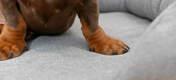 Close up of dog paws on Omlet Memory Foam Bolster Dog Bed