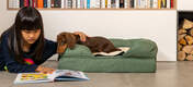 Dog investigating Girl's book whilst laying in Sage Green Memory Foam Bolster Dog Bed