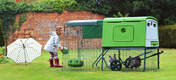 The Eglu Cube’s stable style run doors make it easy to replenish your chicken’s feed and water.