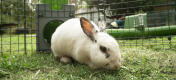 Rabbit in Omlet Zippi rabbit playpen