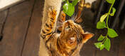 Freestyle sisal cat tree floor to ceiling customisable durable materials and accessories scratcher omlet