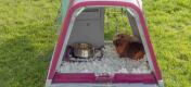 Guinea pigs inside an Omlet purple Eglu Go hutch