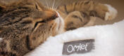 Close up of cat sleeping on cosy Maya donut cat bed