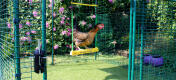 A chicken swing hanging from inside a walk in chicken run.