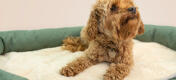 Your dog will love the extreme comfort and cosiness of the beds, providing deep sleep for years to come.