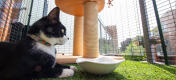 A black and white cat in a walk in run setup as a cat balcony