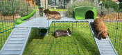 Give your rabbits even more space to play with Zippi Platforms, designed to securely fit to your double height Zippi Run