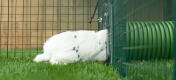 Rabbit entering Omlet rabbit Zippi tunnel