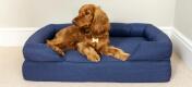Chestnut cocker spaniel lying on a deep blue dog bed