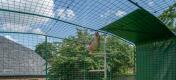 Chickens inside the full height walk in run