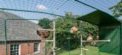 Chickens using the Poletree perch inside a walk in run