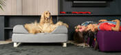 Dog laying on Omlet Topology dog bed with bolster bed topper and white rail feet with girls laying upside down