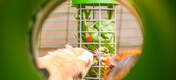 Two guinea pigs eating vegetables from a hanging teat Caddi