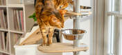 Cat investigating bowl on floor to ceiling cat tree