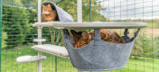 One cat sleeping in the hammock and other cat playing in the den accessory for the outdoor Freestyle cat pole system