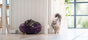 Cats in a kitchen, one of them sleeping in a Fig Purple soft maya donut cat bed