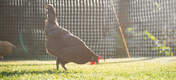 The poultry fencing is ideal for keeping your chickens within a certain area of your backyard