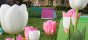 The Eglu Go guinea pig hutch looks great in any garden