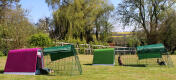 The Eglu Go guinea pig hutch and the Eglu Go rabbit hutch in the garden