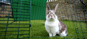 Your rabbits are in Good hands in the safe, spacious run.