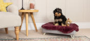 Topology dog bed