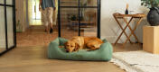 Retriever sleeping on a large corduroy moss nest dog bed.