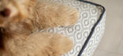 Close up of the honeycomb slate cushion dog bed