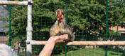 Chicken perching on Poletree chicken entertainment system while person holds out hand
