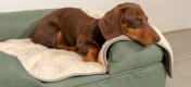 Your dog will enjoy a relaxed, deep sleep with the Luxury Super Soft Dog Blanket.