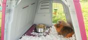 Two guinea pigs inside a purple eglu go hutch