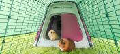 Guinea pigs in the Eglu Go hutch with run