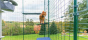 Ginger cat standing on Omlet outdoor fabric cat shelf in outdoor catio