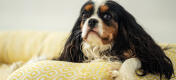 King charles spaniel resting his head on a supportive bolster dog bed by Omlet