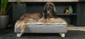 Old greyhound laying in the memory foam Topology dog bed