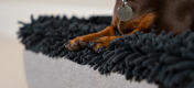 Topology dog bed